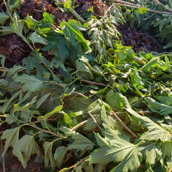 Louer une benne pour l'enlèvement de déchets verts autour de Bordeaux en Gironde